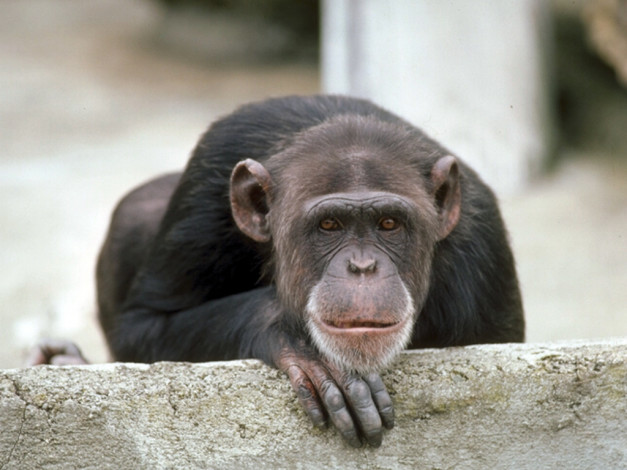 Обои картинки фото скуЧно, скорей, бы, пятница, животные, обезьяны