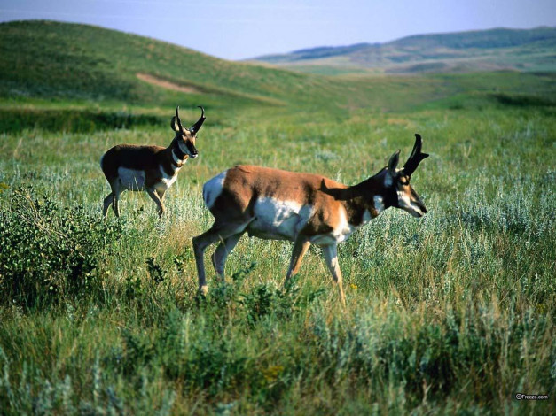 Обои картинки фото животные, антилопы