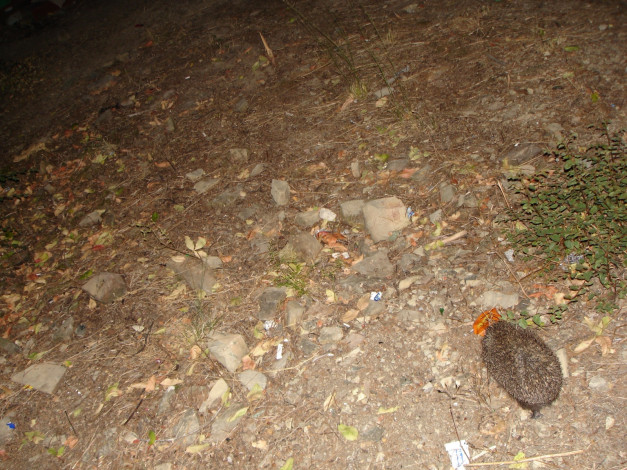 Обои картинки фото животные, ежи