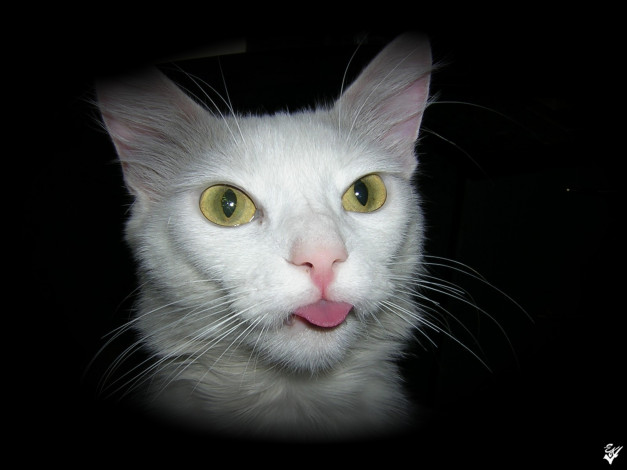 Обои картинки фото животные, коты