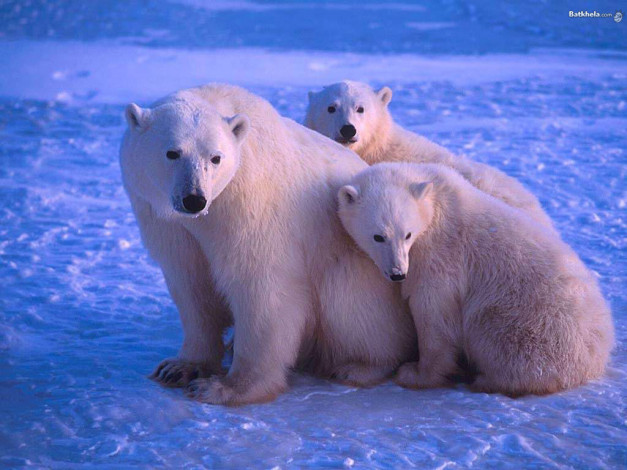 Обои картинки фото животные, медведи