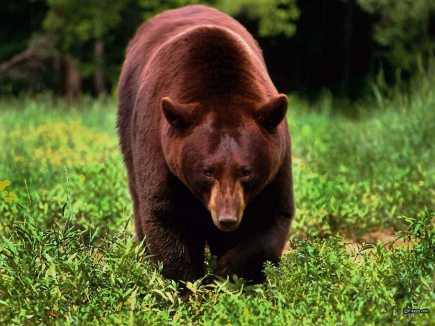 Обои картинки фото животные, медведи