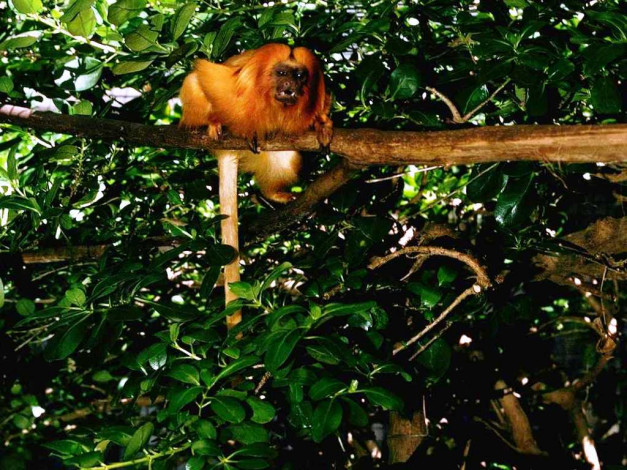 Обои картинки фото животные, обезьяны