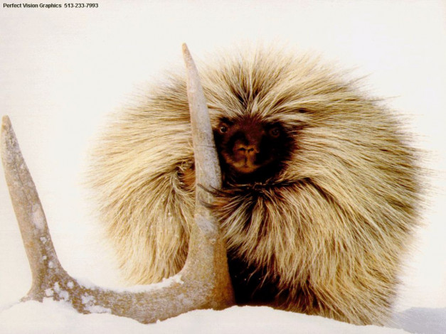 Обои картинки фото животные, обезьяны