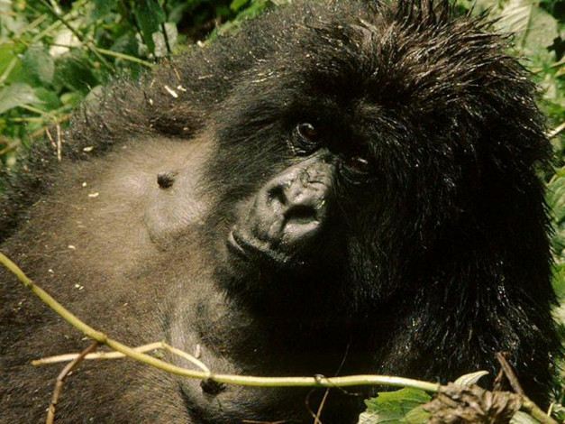 Обои картинки фото животные, обезьяны