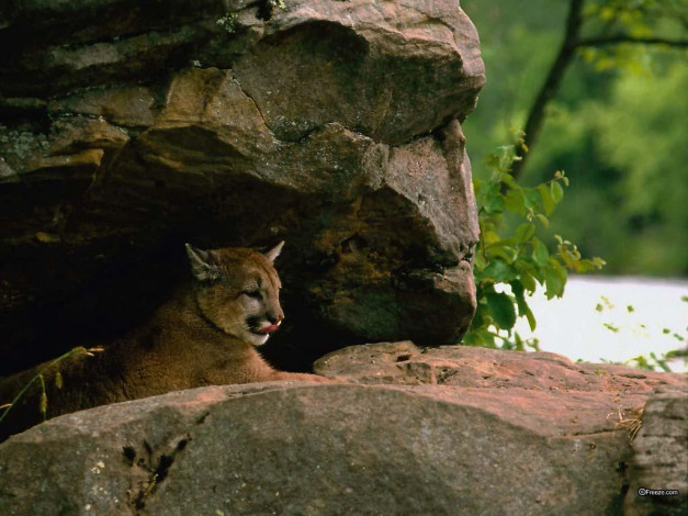 Обои картинки фото животные, пумы