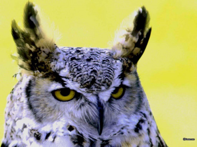 Обои картинки фото животные, совы