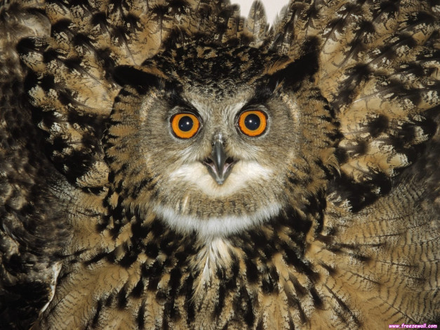 Обои картинки фото животные, совы