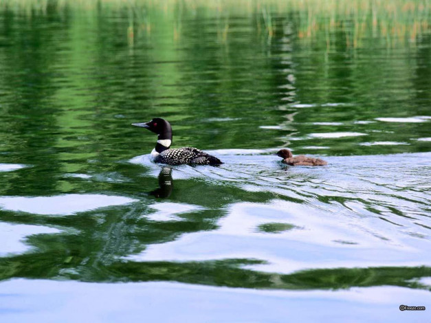 Обои картинки фото животные, утки