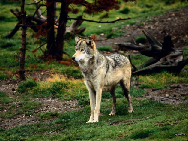 Обои картинки фото животные, волки