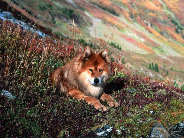 Обои картинки фото животные, волки