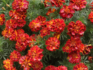 Картинка цветы бархатцы