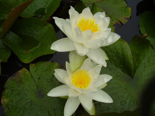 Картинка цветы лилии водяные нимфеи кувшинки