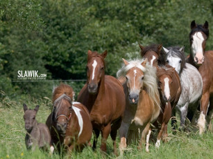 Картинка животные лошади