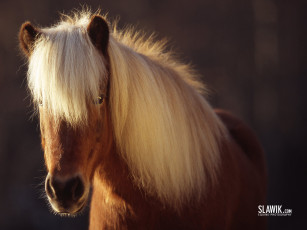 Картинка животные лошади