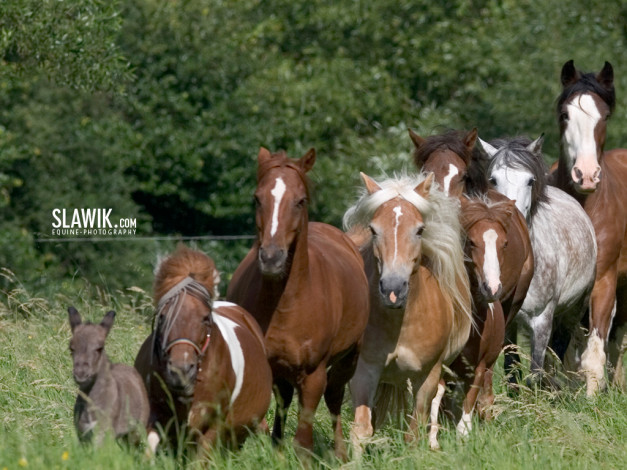 Обои картинки фото животные, лошади