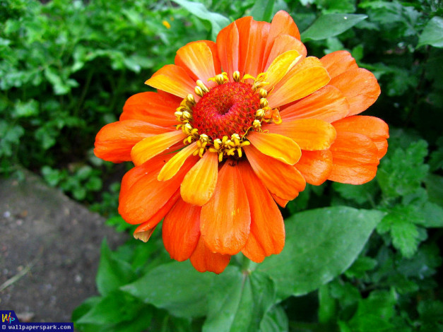 Обои картинки фото цветы, цинния