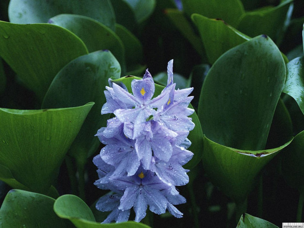 Обои картинки фото цветы, гиацинты