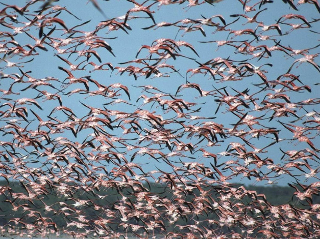 Обои картинки фото животные, фламинго