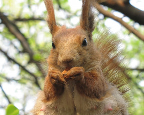 Картинка животные белки