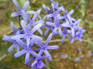 Картинка цветы