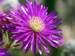 Картинка цветы аизовые