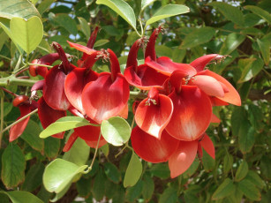 Картинка цветы цветущие деревья кустарники