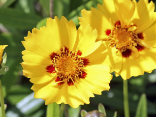 Картинка цветы гайлардии гелениумы