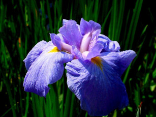 Картинка цветы ирисы