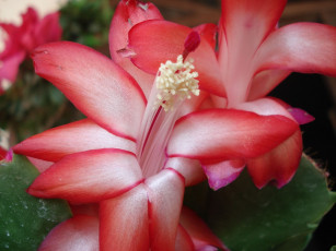 Картинка цветы кактусы