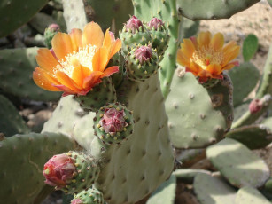 Картинка цветы кактусы