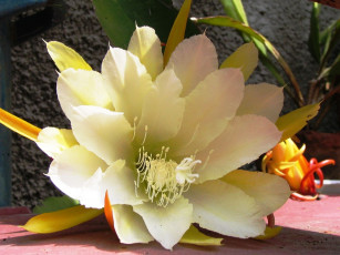 обоя цветы, кактусы