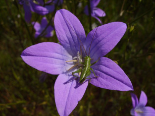 Картинка цветы колокольчики