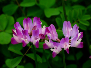 Картинка цветы луговые полевые