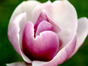 Картинка цветы магнолии