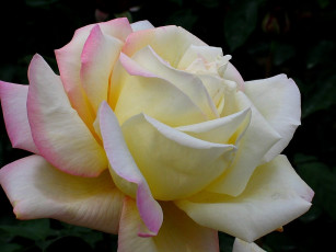 Картинка цветы розы