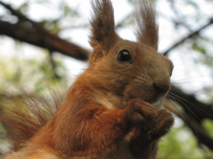 Картинка животные белки