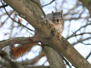 Картинка животные белки