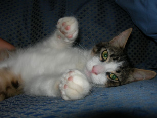 Картинка животные коты