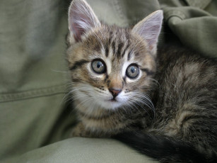 Картинка животные коты