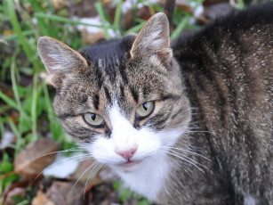 Картинка животные коты