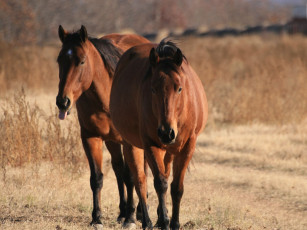 Картинка животные лошади