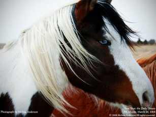 Картинка животные лошади