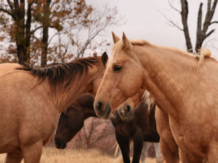 Картинка животные лошади