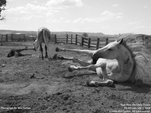 Картинка животные лошади