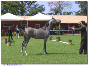 Картинка животные лошади