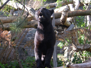 Картинка животные пантеры