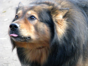 Картинка животные собаки