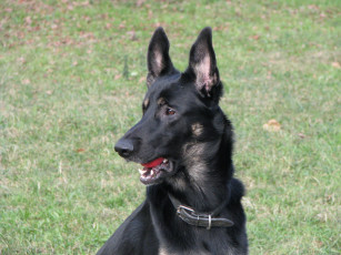 Картинка животные собаки