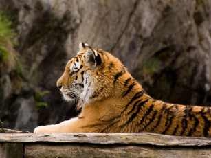 Картинка животные тигры